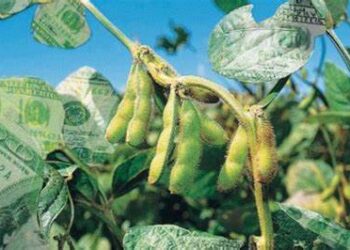 YERBA, ARROZ Y CÍTRICOS CORRENTINOS QUEDAN AFUERA DEL DÓLAR AGRO