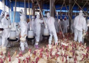 GRIPE AVIAR EN CORRIENTES: UNA EMPRESA DEBERÁ SACRIFICAR 200 MIL GALLINAS