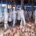 GRIPE AVIAR EN CORRIENTES: UNA EMPRESA DEBERÁ SACRIFICAR 200 MIL GALLINAS