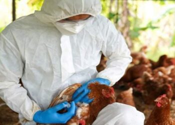 SE CONFIRMÓ PRIMER CASO DE GRIPE AVIAR EN CORRIENTES