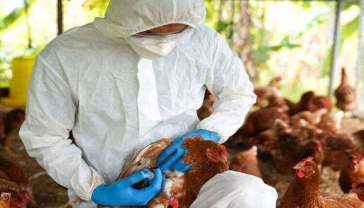 SE CONFIRMÓ PRIMER CASO DE GRIPE AVIAR EN CORRIENTES