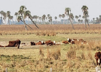 GRAN APORTE Y ASISTENCIA AL CAMPO COMO CONTENCIÓN ANTE LA EMERGENCIA