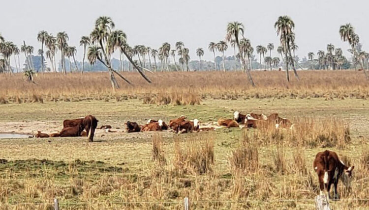 GRAN APORTE Y ASISTENCIA AL CAMPO COMO CONTENCIÓN ANTE LA EMERGENCIA