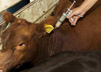 MÁS DEL 95 % DEL STOCK GANADERO YA RECIBIÓ LA VACUNA ANTI AFTOSA