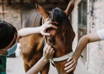 SE DECLARÓ LA EMERGENCIA SANITARIA POR ENCEFALOMIELITIS EQUINA EN TODO EL PAÍS