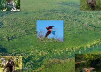 HOY EL PARQUE NACIONAL IBERÁ CUMPLE CINCO AÑOS
