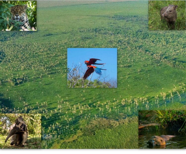 HOY EL PARQUE NACIONAL IBERÁ CUMPLE CINCO AÑOS