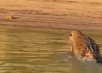 DESPUÉS DEL AVISTAJE: CHARLA DE CONCIENTIZACIÓN SOBRE YAGUARETÉS EN CORRIENTES